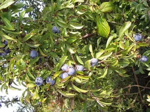 25 Mixed Native Wildlife Hedging Plants For 5 m / 16ft, 5 Native Varieties 3FATPIGS