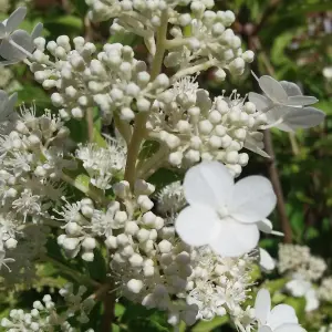 Hydrangea Kyushu Garden Plant - Elegant White Blooms, Compact Size (15-30cm Height Including Pot)