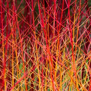 Cornus Midwinter Fire Garden Shrub - Striking Winter Bark, Compact Size, Attracts Pollinators (20-30cm Height Including Pot)