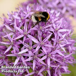 60 Allium Purple Sensation Bulbs