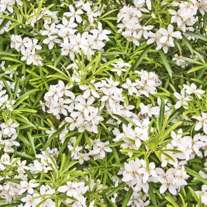 Choisya Greenfingers - Evergreen, White Flowers, Shrub (20-30cm Height Including Pot)