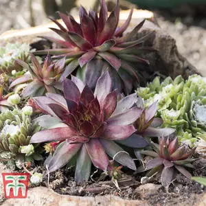 Mixed Succulent Houseplants - 5 Potted Plants