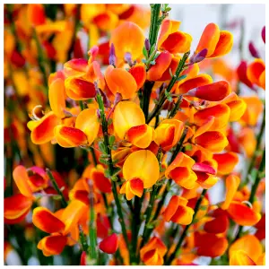 Cytisus 'Lena' Broom Plant In 1-2L Pot, Stunning Fragrant Red/Yellow Flowers