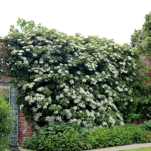 Hydrangea anomala petiolaris White Flowering Vine Climbing Plant - 2L Pot