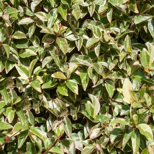 Trachelospermum Variegatum - Variegated Star Jasmine, Climbing Plant (20-30cm Height Including Pot)