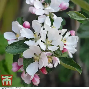 Grow Your Own - Apple Braeburn - 1 Bare Root Tree (Height 1.2m)