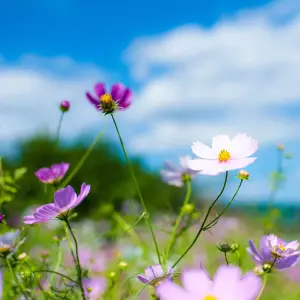 Pegdev - PDL 100g Hedgerow Wild Flower & Grass Seed Attracts Bees & Butterflys - Diverse Meadow Gardens and Eco-Friendly Seed Mix