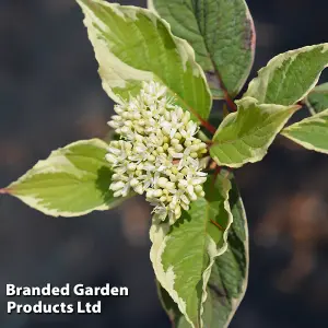 Cornus Alba Gouchaultii 3.6 Litre Potted Plant x 2