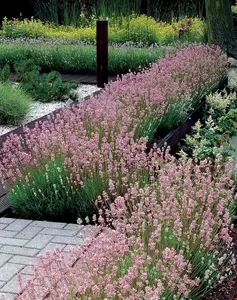 Lavender angustifolia 'Rosea' in a 9cm Pot Ready to Plant - Summer Colour Plant