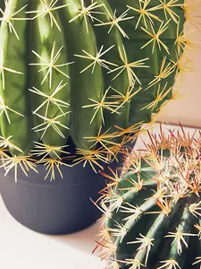 Fiori Cactus Artificial Plant Foliage