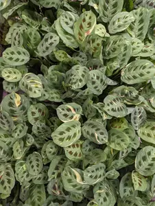 Variegated Prayer Plant - Rabbit's Foot - Fiesta - Rare Plant - 12 cm Pot - 30-40cm Tall - Maranta Kerchoveana 'Fiesta'