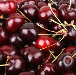 Dwarf Patio Lapins Cherry Fruit Tree 3-4ft Supplied in a 7.5 Litre Pot