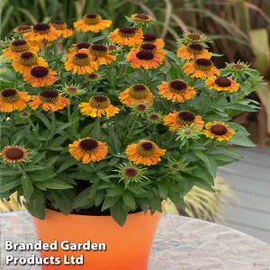 Helenium Short n Sassy 9cm Potted Plant x 1