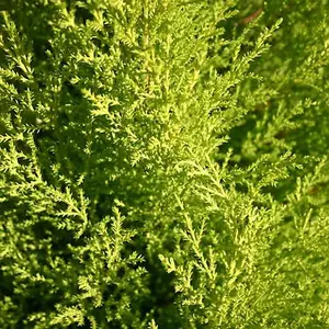 Cupressus Wilma Plant - Compact Size, Evergreen Foliage, Sunny Areas (20-30cm, Pack of 2 Plants)