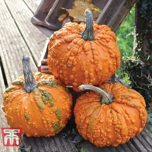 Pumpkin Zombie 1 Seed Packet (4 Seeds)