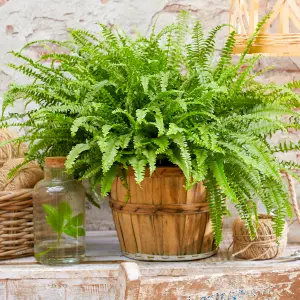 Nephrolepis Boston Fern - Home or Office Evergreen Indoor Plant, Perfect for Shady Corners (25-35cm Height Including Pot)