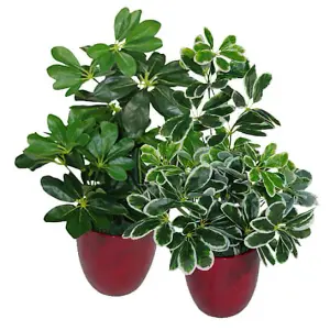 55cm Dark Green Artificial Schefflera Arboricola Plant