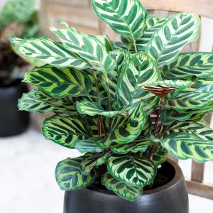 Calathea Makoyana - Exotic Foliage, Indoor Houseplant (12cm, 30-40cm)