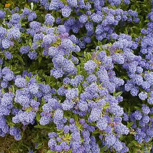 Ceanothus Blue Mound - Outdoor Flowering Shrub, Ideal for UK Gardens, Compact Size (15-30cm Height Including Pot)