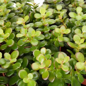 Crassula Minor Succulent - Compact, Easy-Care Plant for Indoor Gardens, Thrives in Bright Light (12cm)