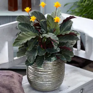 Calathea Crocata - Colourful Blooms, Vibrant Indoor Plant (14cm, 35-45cm)