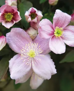 Clematis montana duo - 1 pink, 1 white - supplied in 2Lpots with cane