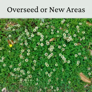 Micro Clover Seed for Lawn UK - 100% Small Leaf White Clover - Over Seeding or New Areas - 1kg Pack Covers 100-200m²