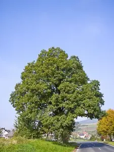 3-4ft Sessile Oak (Quercus Petraea) Bare Root Hedging Plants Tree Sapling - Pack of 10