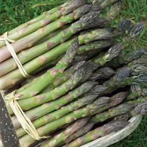 Asparagus Mary Washington 1 Seed Packet (40 Seeds)