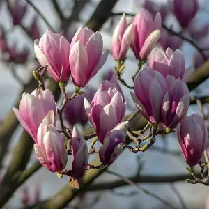 Magnolia soulangeana 9cm Potted Plant x 1