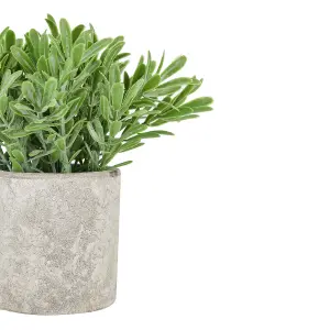 Hill Interiors Buxus Potted Stone Effect Faux Plant