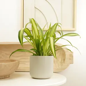 House Plant - Spider Plant - Hawaiian - 12 cm Pot size - 30-40 cm Tall - Chlorophytum - Indoor Plant