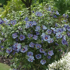 Hibiscus Marina in a 19cm Pot Hibiscus Plant for Garden Ready to Plant Out