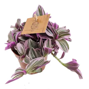 House Plant - Wandering Dude - Sweetness - 10 cm Pot size - 10-20 cm Tall - Tradescantia Albiflora - Indoor Plant