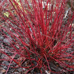 Sibirica Red Barked Dogwood Outdoor Shrub Plant Cornus Alba 2L Pot