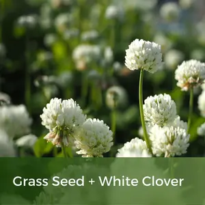 Clover Lawn Seed - Grass Seed & White Clover - 20kg