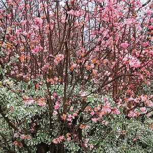 Viburnum Dawn Garden Plant - Fragrant Pink Flowers, Compact Size, Hardy (15-30cm Height Including Pot)