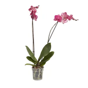 Verve Double Stem Moth orchid in Terracotta Plastic Grow pot 12cm