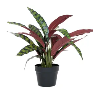 Blooming Artificial - 50cm / 1.75ft Artificial Rattlesnake Calathea