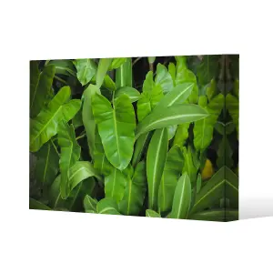 Abstract background of dark green leaves (Canvas Print) / 114 x 77 x 4cm