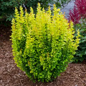 Berberis Golden Rocket Garden Shrub - Upright Growth, Striking Foliage (10-30cm Height Including Pot)