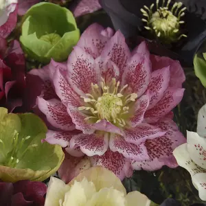 YouGarden Hellebore 'Double Ellen', Set of 10 Mixed Jumbo Plug Plants, Winter and Spring Flowering, Ready to Pot or Plant Out