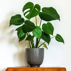 Monstera Cheese Plant Around 40-50cm in Height - Includes Mint Indoor Pot