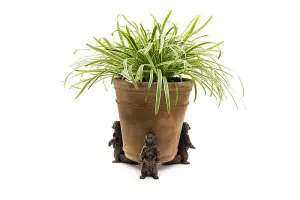 Grizzly Bear Plant Pot Feet - Set of 3 - L9.5 x W5 x H11.5 cm