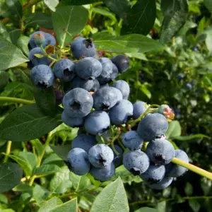 Blueberry Brigitta - Vaccinium corymbosum, Fruit-Bearing Shrub (30-50cm Height Including Pot)