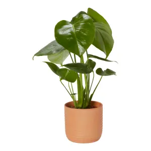 Verve Monstera Terracotta Decorative pot 13cm