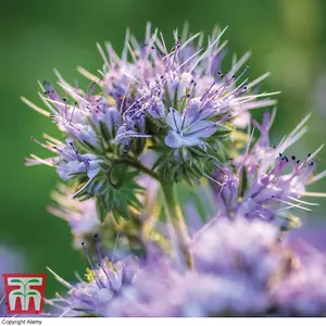 Green Manure Phacelia 1 Seed Packet (50 Seeds)