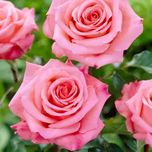 Special Anniversary Pink Rose - Outdoor Plant, Ideal for Gardens, Compact Size