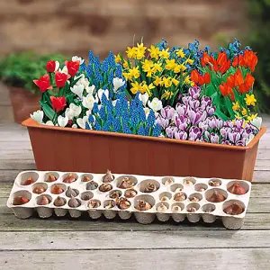 Easy Garden Bulb Planting, 38 Pre-Positioned Mixed Bulbs in Cardboard Planter Tray, Spring Flowering