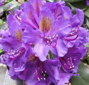 Direct Plants Rhododendron Marcel Menard Evergreen Shrub Plant Extra Large in a 10 Litre Pot